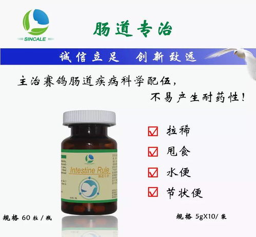賽鴿腸道好，比賽成績差不了——一份健康管理的用藥指南